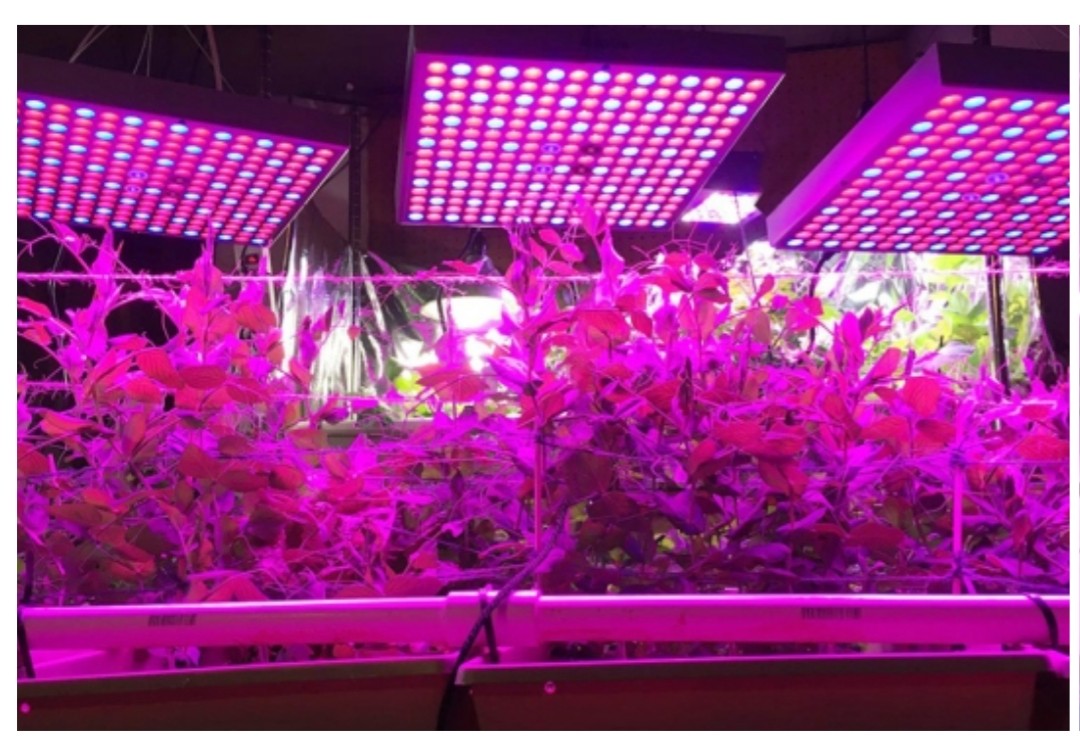 Plant grow Lighting Chip 