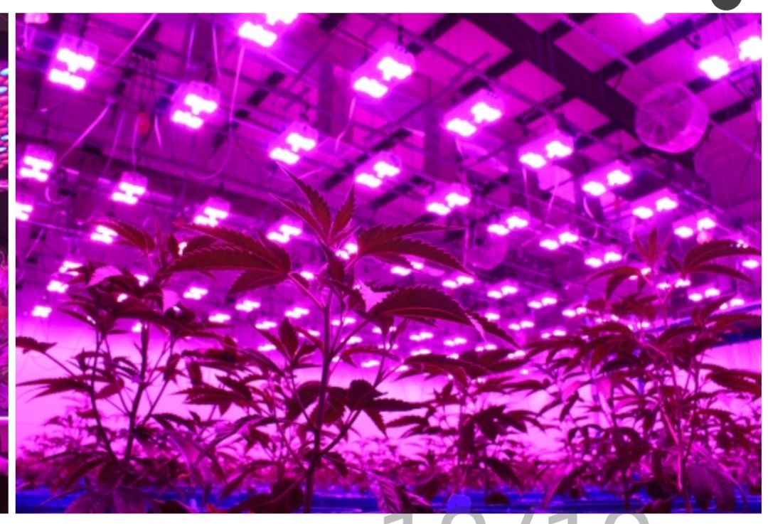 Plant grow Lighting Chip 