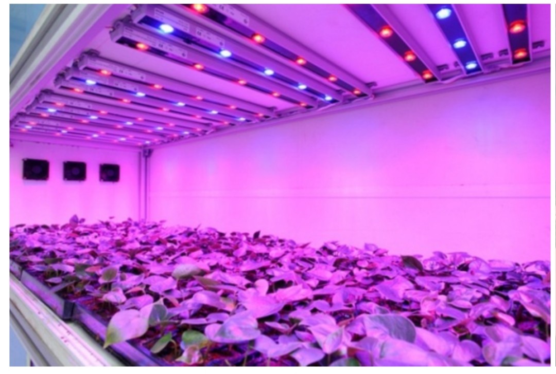 Plant grow Lighting Chip 